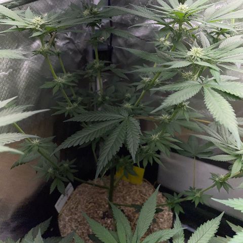 Girl Scout Cookies Fem by KilliczGe growlog timeline photo