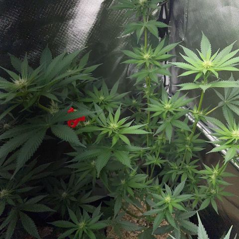 Tangerine Dream Fem by KilliczGe growlog timeline photo