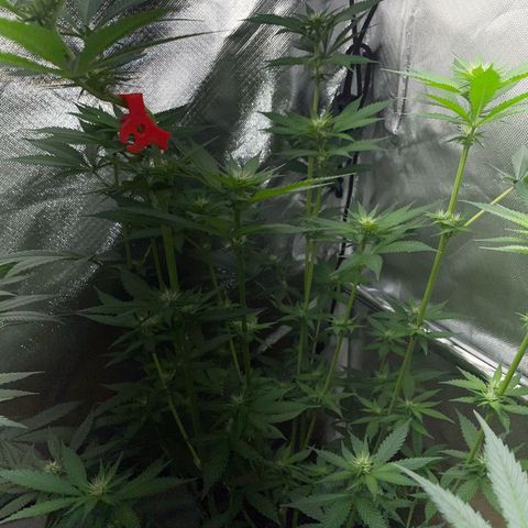 Tangerine Dream Fem by KilliczGe growlog timeline photo