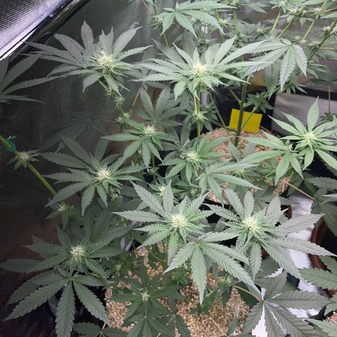 Cereal Milk Fem by KilliczGe growlog timeline photo
