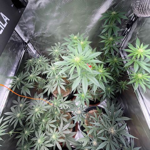 Girl Scout Cookies Fem by KilliczGe growlog timeline photo