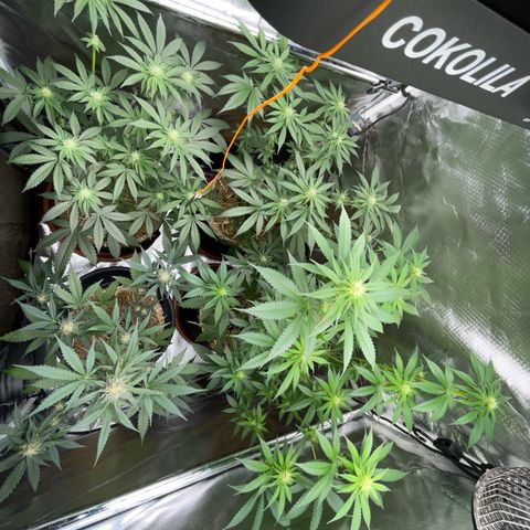 Girl Scout Cookies Fem by KilliczGe growlog timeline photo