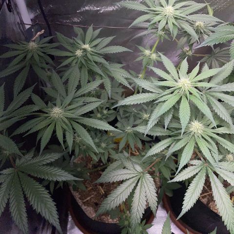 Girl Scout Cookies Fem by KilliczGe growlog timeline photo