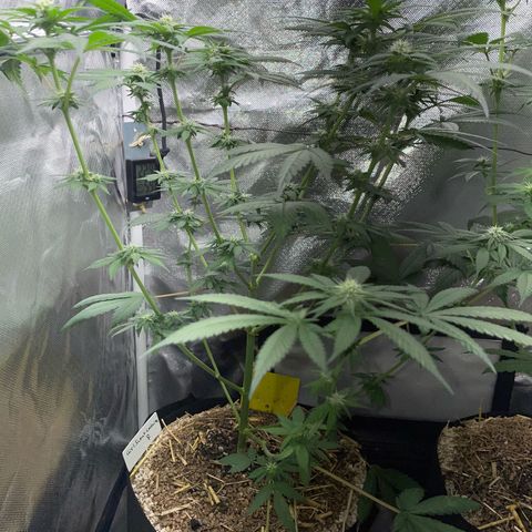 Girl Scout Cookies Fem by KilliczGe growlog timeline photo