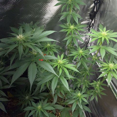 Tangerine Dream Fem by KilliczGe growlog timeline photo