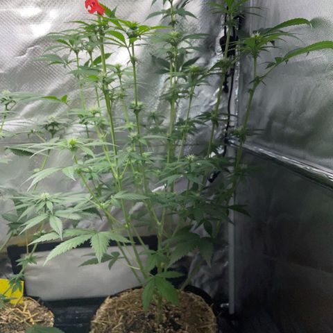 Tangerine Dream Fem by KilliczGe growlog timeline photo