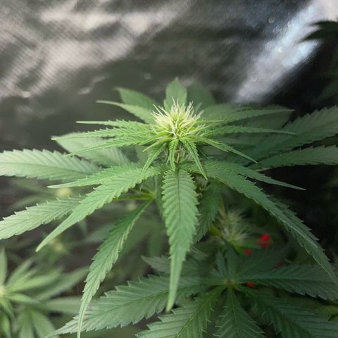 Tangerine Dream Fem by KilliczGe growlog timeline photo