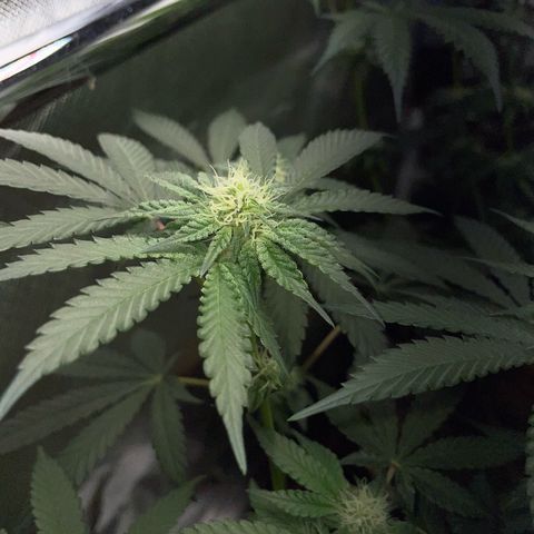 Cereal Milk Fem by KilliczGe growlog timeline photo