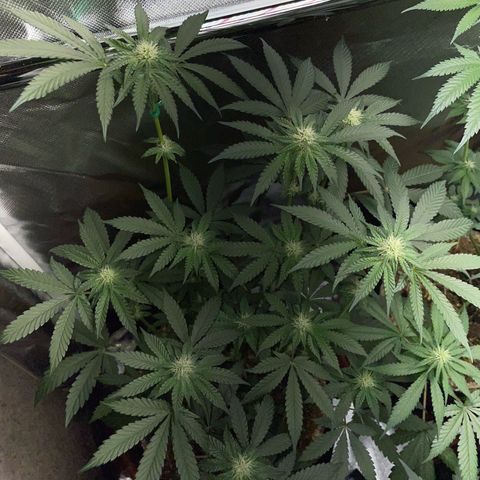 Cereal Milk Fem by KilliczGe growlog timeline photo