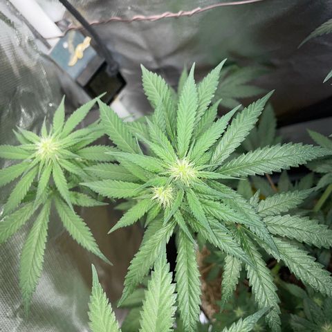 Girl Scout Cookies Fem by KilliczGe growlog timeline photo