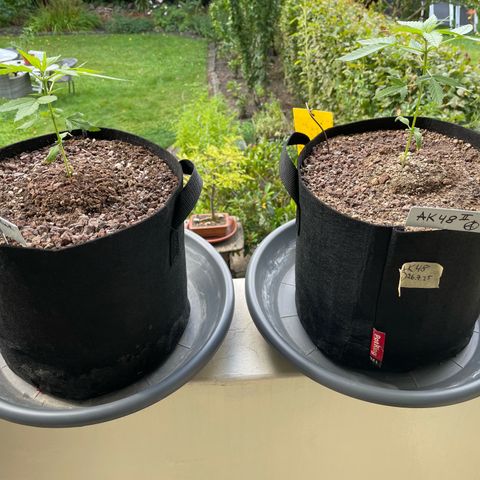 Late Outdoor season 25 - turned inside :D 1 AK48#2 auto  growlog timeline photo