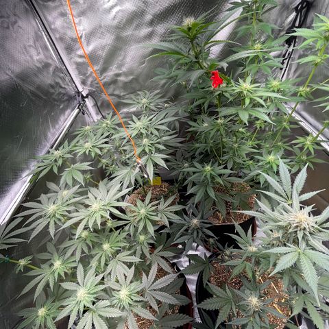 Girl Scout Cookies Fem by KilliczGe growlog timeline photo