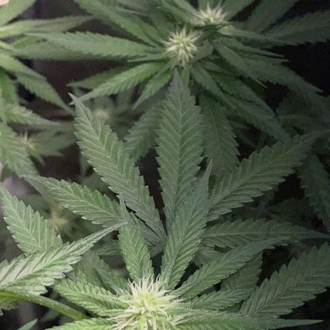 Girl Scout Cookies Fem by KilliczGe growlog timeline photo