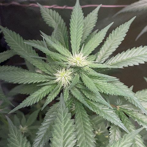 Girl Scout Cookies Fem by KilliczGe growlog timeline photo