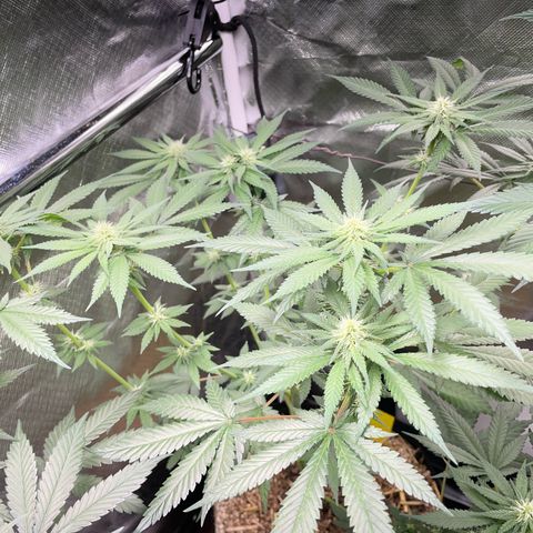 Girl Scout Cookies Fem by KilliczGe growlog timeline photo