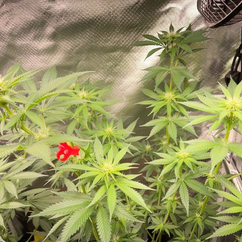 Tangerine Dream Fem by KilliczGe growlog timeline photo