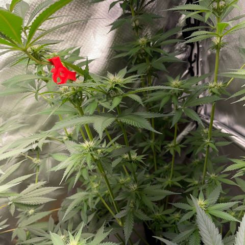 Tangerine Dream Fem by KilliczGe growlog timeline photo