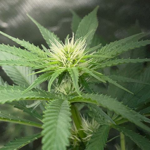 Tangerine Dream Fem by KilliczGe growlog timeline photo