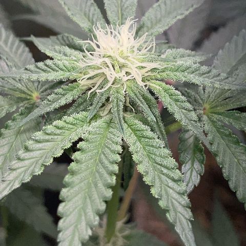 Cereal Milk Fem by KilliczGe growlog timeline photo