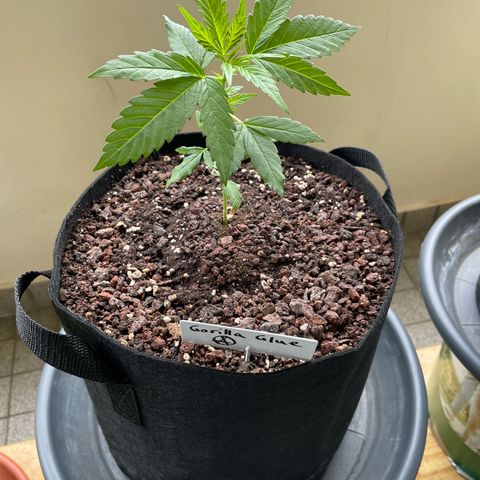 Late Outdoor season 25 - turned inside :D 1 AK48#2 auto  growlog timeline photo