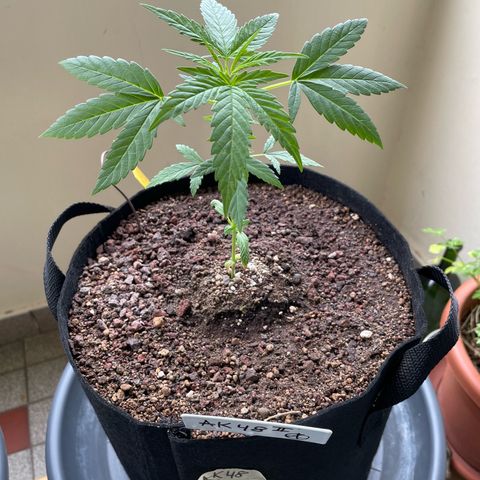 Late Outdoor season 25 - turned inside :D 1 AK48#2 auto  growlog timeline photo