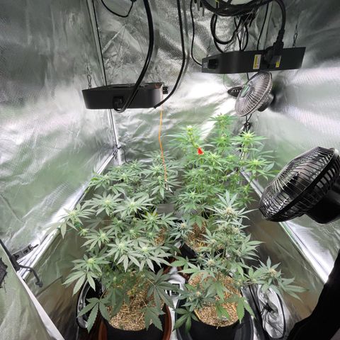 Girl Scout Cookies Fem by KilliczGe growlog timeline photo