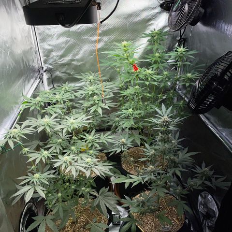 Girl Scout Cookies Fem by KilliczGe growlog timeline photo