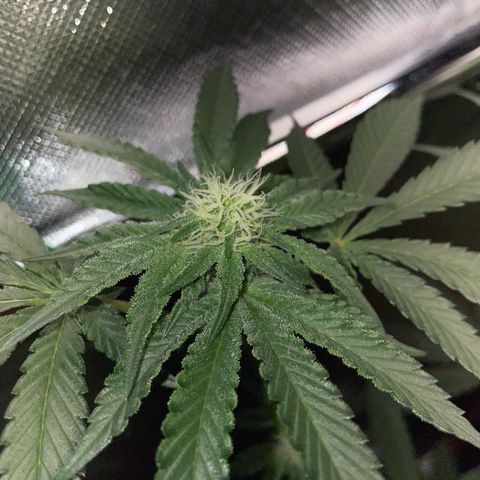 Cereal Milk Fem by KilliczGe growlog timeline photo