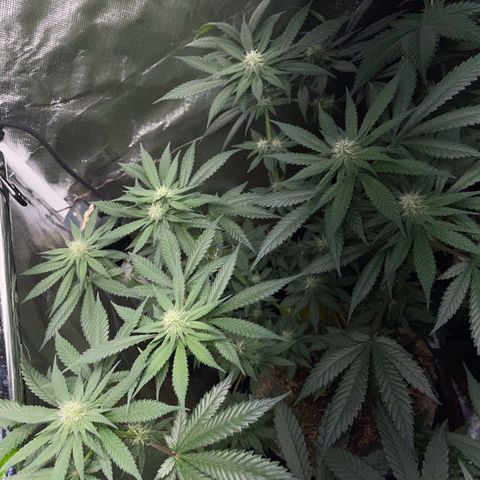 Girl Scout Cookies Fem by KilliczGe growlog timeline photo