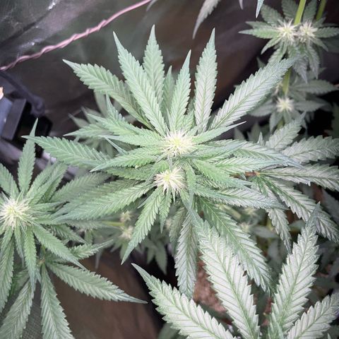 Girl Scout Cookies Fem by KilliczGe growlog timeline photo