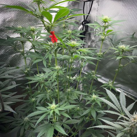 Tangerine Dream Fem by KilliczGe growlog timeline photo