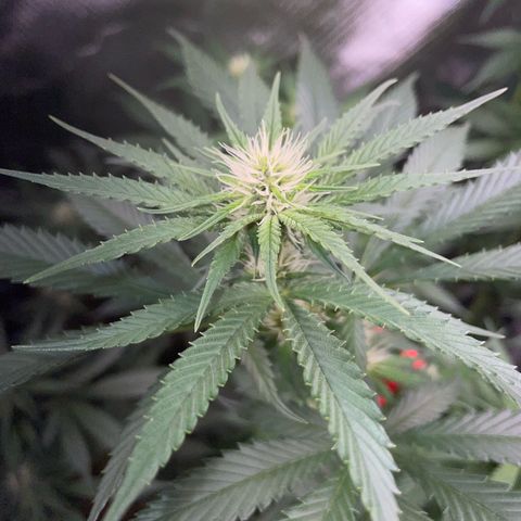 Tangerine Dream Fem by KilliczGe growlog timeline photo