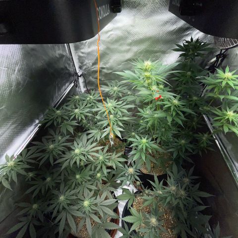 Girl Scout Cookies Fem by KilliczGe growlog timeline photo