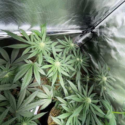 Girl Scout Cookies Fem by KilliczGe growlog timeline photo