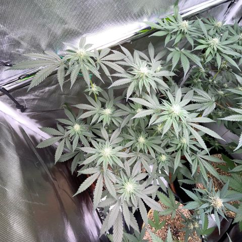 Cereal Milk Fem by KilliczGe growlog timeline photo