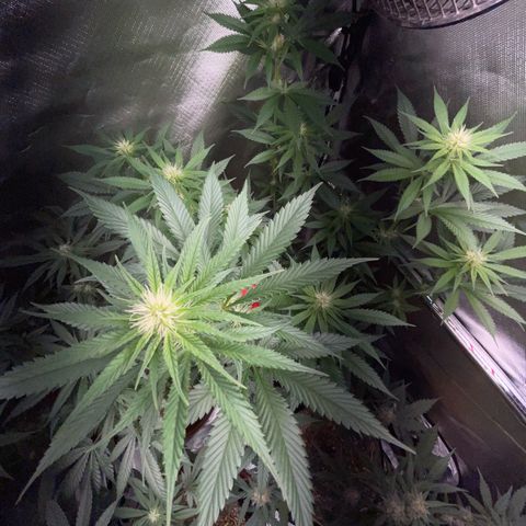 Tangerine Dream Fem by KilliczGe growlog timeline photo