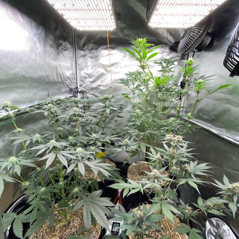 Girl Scout Cookies Fem by KilliczGe growlog timeline photo
