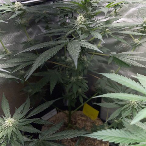 Girl Scout Cookies Fem by KilliczGe growlog timeline photo