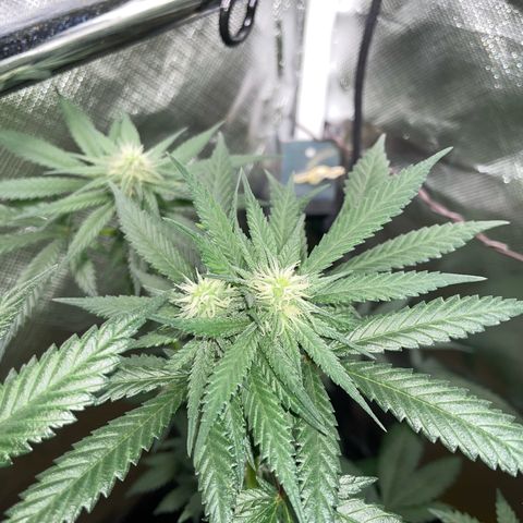 Girl Scout Cookies Fem by KilliczGe growlog timeline photo