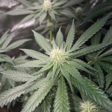 Girl Scout Cookies Fem by KilliczGe growlog timeline photo