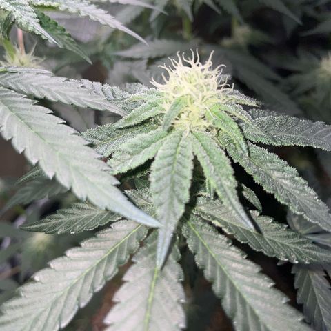 Cereal Milk Fem by KilliczGe growlog timeline photo