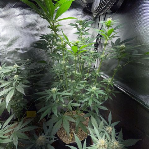 Tangerine Dream Fem by KilliczGe growlog timeline photo