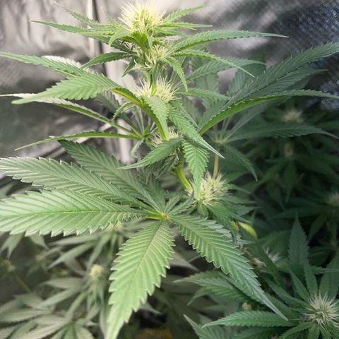 Tangerine Dream Fem by KilliczGe growlog timeline photo