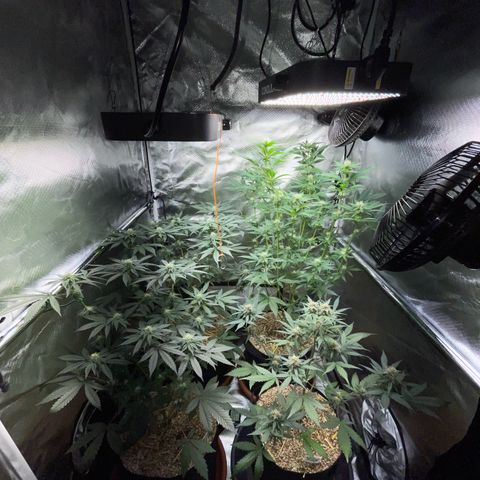 Girl Scout Cookies Fem by KilliczGe growlog timeline photo