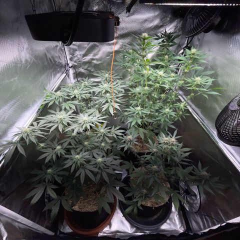 Girl Scout Cookies Fem by KilliczGe growlog timeline photo