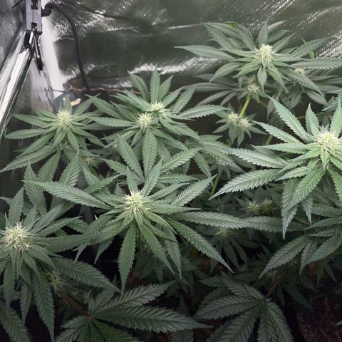 Girl Scout Cookies Fem by KilliczGe growlog timeline photo