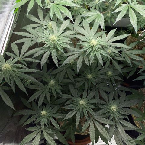 Cereal Milk Fem by KilliczGe growlog timeline photo