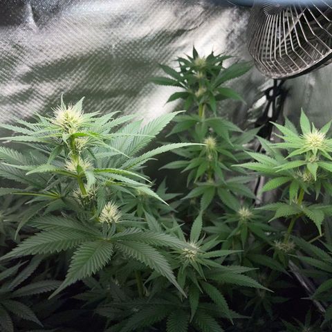 Tangerine Dream Fem by KilliczGe growlog timeline photo