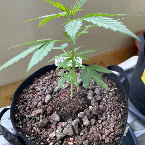 Late Outdoor season 25 - turned inside :D 1 AK48#2 auto  growlog timeline photo