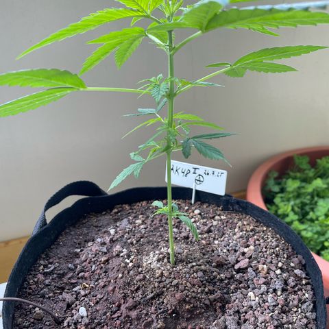 Late Outdoor season 25 - turned inside :D 1 AK48#2 auto  growlog timeline photo